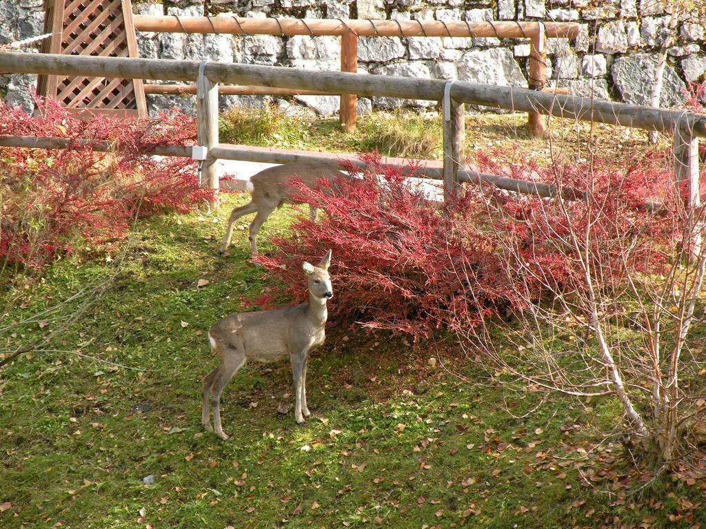 Hotel Garni Civetta Selva di Cadore Exterior foto